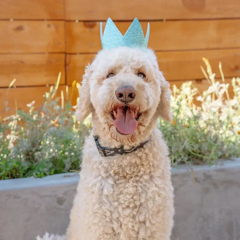 Huxley & Kent Party Crown Large Blue Poudre Pet & Feed Supply 2